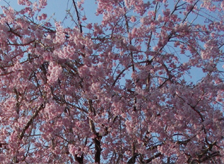 龍光山 梅岩寺のしだれ桜